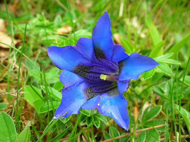 Gentiana acaulis (=kochiana) / Genziana di Koch
